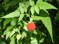 blackberry 